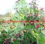 Натисніть на зображення для збільшення.
Назва: 3.jpg
Переглядів: 2806
Розмір: 198.0 Кб
ID: 1100