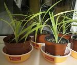 Натисніть на зображення для збільшення. 
	Назва:	45.jpg 
	Переглядів:	2091 
	Розмір:	76.0 Кб 
	ID:	1937