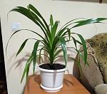 Натисніть на зображення для збільшення. 
	Назва:	Пальма Панданус - Pandanus Veithii.jpg 
	Переглядів:	2116 
	Розмір:	95.9 Кб 
	ID:	1941